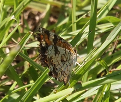 [The butterfly is perched on a blade of grass with its white legs. Its wings are folded up showing a pattern of brown spots and dashed lines on a white background. There is a few peeks of orange at the top.]
